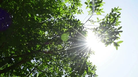 Sun shines through green trees Stock-Footage 97348408