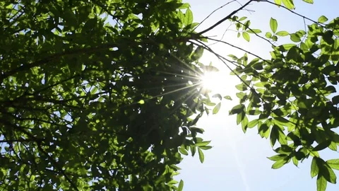 Sun shines through green trees Stock Footage 97348535