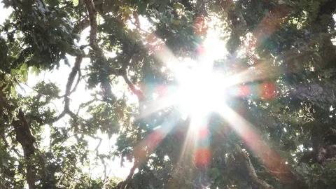 Sun Shines Through Large Oak Tree Stock Footage 91448732