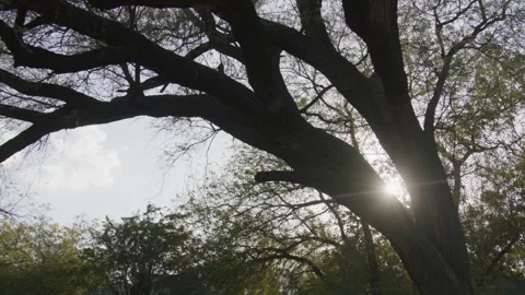 The Sun Shines Through A Large Tree Branches Video stock 243686533