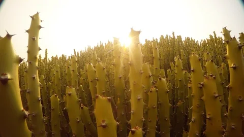 Sun shines through Leafless Milk Hedge big bush desert Thar Rajasthan Stock Footage 90879505