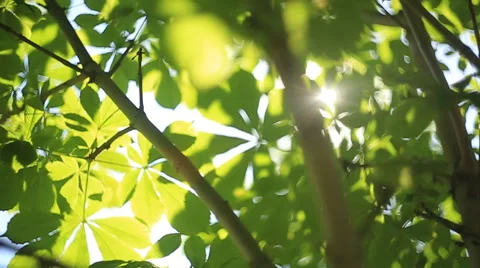 The sun shines through the leaves 3 Stock Footage 55916162