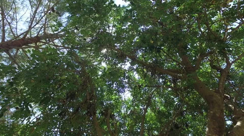Sun shines through the leaves, 4K Stock Footage 67476254