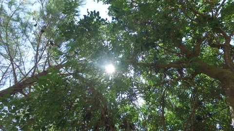 Sun shines through the leaves, 4K Stock Footage 67476780