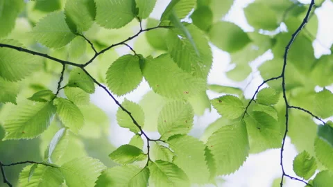 Sun shines through leaves. Beautiful sun shine through blowing on wind tree Stock Footage 157167056
