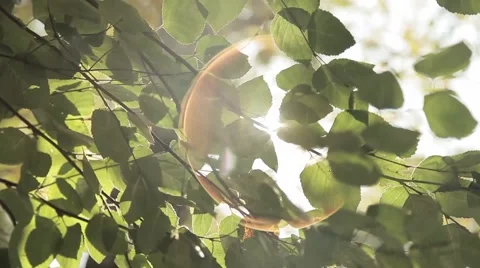 The sun shines through the leaves of the birch 库存影片 46182101