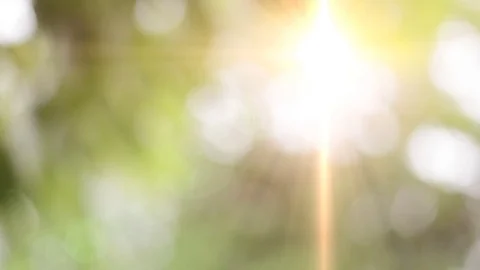 The sun shines through the leaves blur. Stockbeeldmateriaal 76815282
