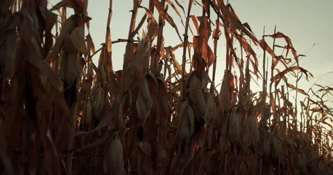The sun shines through the leaves of the corn, ripe and ready to harvest Stock Footage 143836878