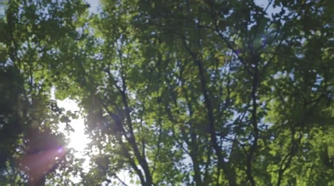 The sun shines through the leaves Stock Footage 58753951