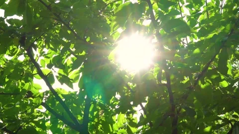 The sun shines through the leaves. 스톡 동영상 159273155