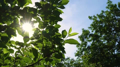 The sun shines through the leaves. 스톡 동영상 159273281