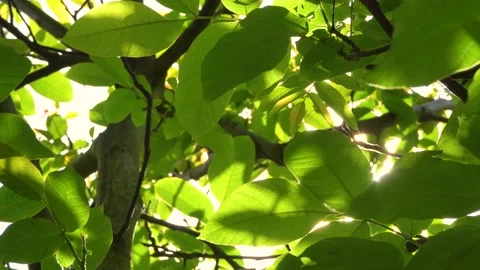 The sun shines through the leaves. 스톡 동영상 159273329