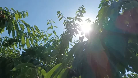 The sun shines through the leaves Stock Footage 197791829