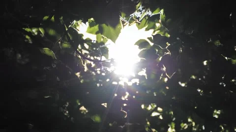 The sun shines through the leaves Stock Footage 243764848