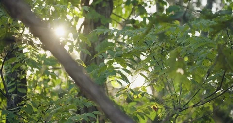 Sun shines through leaves in a forest Video stock 91893561