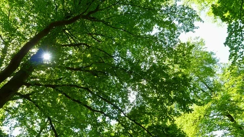Sun shines through leaves in a forest Video stock 94515203