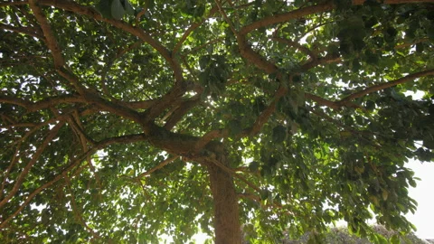 The sun shines through the leaves of a large tree in a village, in Ivory Coast Stock Footage 221545913