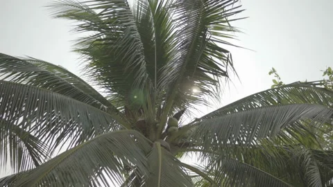 The sun shines through the leaves of the palm tree Stock Footage 87935570