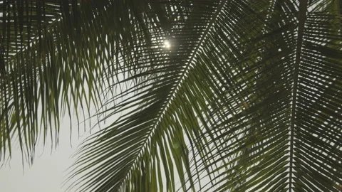 The sun shines through the leaves of the palm tree Stock Footage 87935602