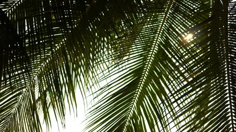 The sun shines through the leaves of the palm tree Stock Footage 87935648