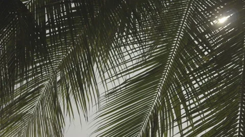 The sun shines through the leaves of the palm tree Stock Footage 87935681