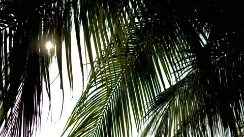 The sun shines through the leaves of the palm tree Stock Footage 87935749