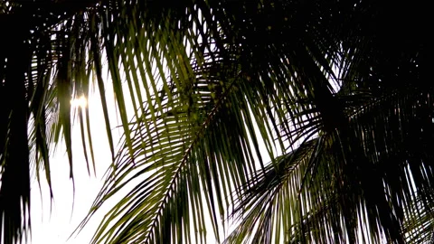 The sun shines through the leaves of the palm tree Stock Footage 87935840