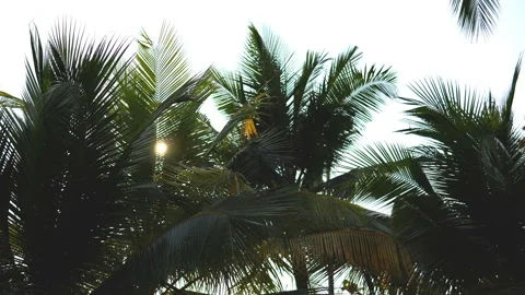 The sun shines through the leaves of the palm tree Stock Footage 87935934