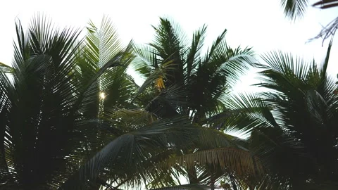 The sun shines through the leaves of the palm tree Stock Footage 87935976