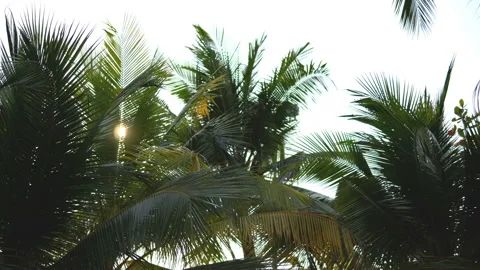 The sun shines through the leaves of the palm tree Stock Footage 87936064