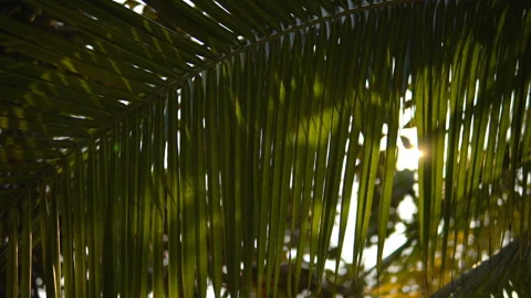 The sun shines through the leaves of the palm tree Stock Footage 87936072