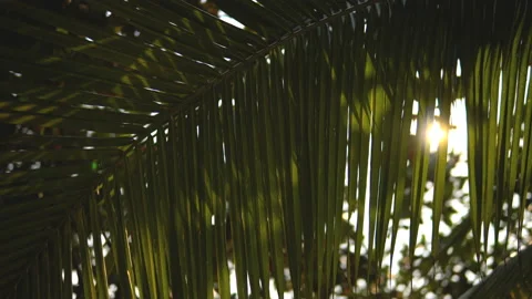The sun shines through the leaves of the palm tree Stock Footage 87936146
