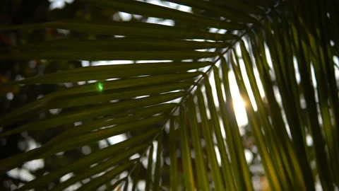 The sun shines through the leaves of the palm tree Stock Footage 87936236