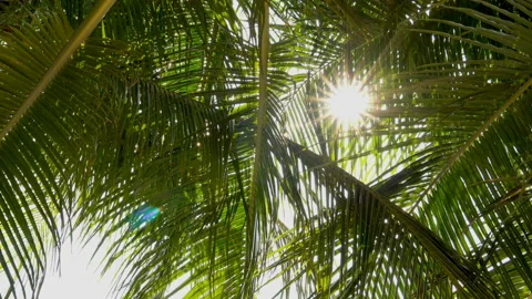 The sun shines through the leaves of the palm tree Stock Footage 87936770