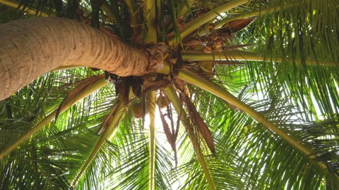 The sun shines through the leaves of the palm tree Stock Footage 87937017