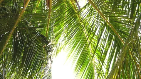 The sun shines through the leaves of the palm tree Stock Footage 87937146
