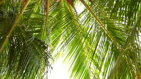 The sun shines through the leaves of the palm tree Stock Footage 87937150