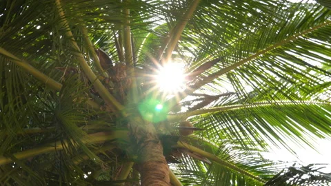 The sun shines through the leaves of the palm tree Stock Footage 87937191