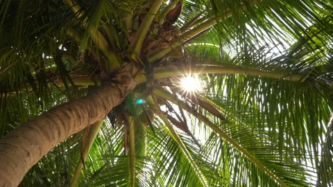 The sun shines through the leaves of the palm tree Stock Footage 87937243