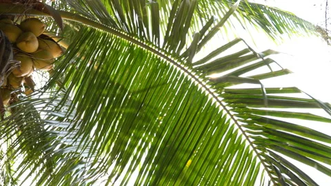The sun shines through the leaves of the palm tree Stock Footage 87937271