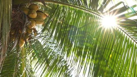 The sun shines through the leaves of the palm tree Stock Footage 87937403