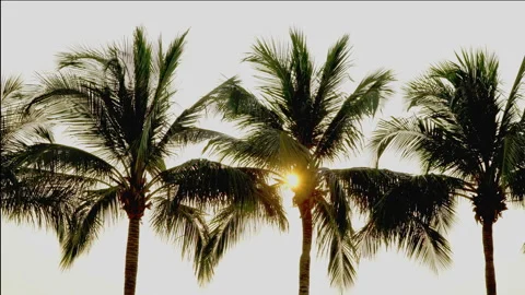 The sun shines through the leaves of the palm tree Stock Footage 87937512