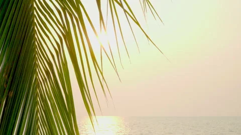 The sun shines through the leaves of the palm tree Stock Footage 87937604