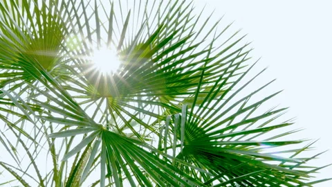 The sun shines through the leaves of the palm tree Stock Footage 88927231
