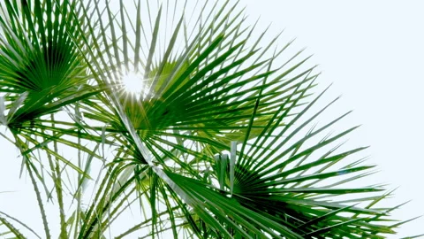 The sun shines through the leaves of the palm tree Stock Footage 88927273