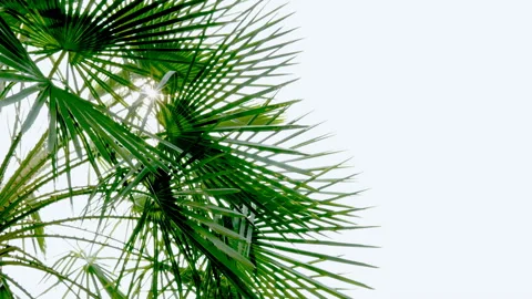 The sun shines through the leaves of the palm tree Stock Footage 88927448