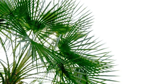 The sun shines through the leaves of the palm tree Stock Footage 88927963