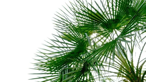 The sun shines through the leaves of the palm tree Stock Footage 88928083