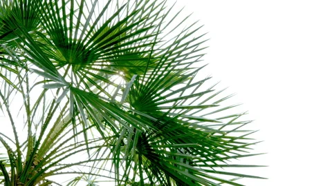 The sun shines through the leaves of the palm tree Stock Footage 88928131
