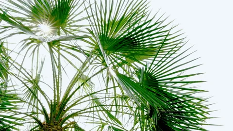 The sun shines through the leaves of the palm tree Stock Footage 88928342